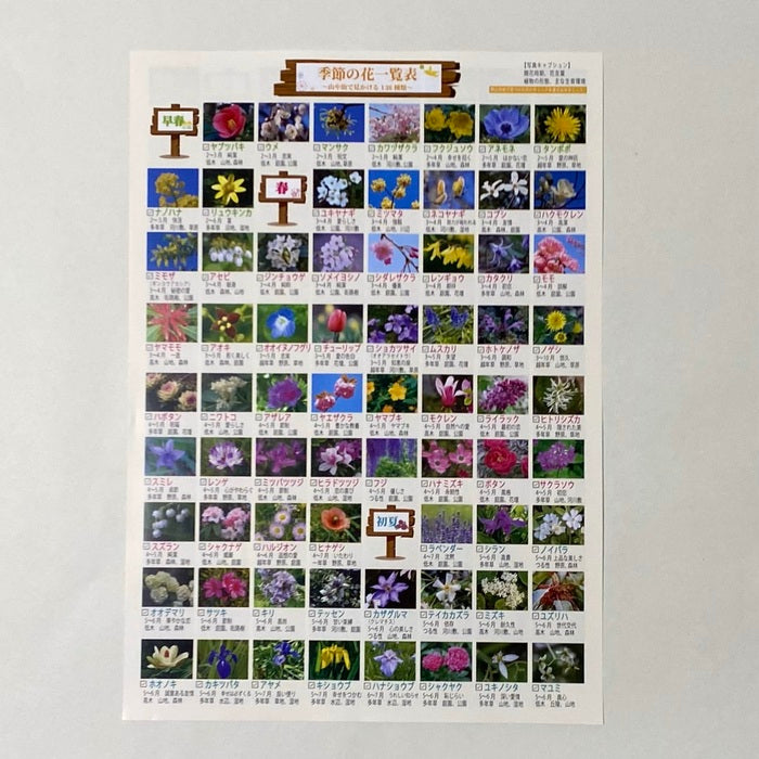 季節の花一覧表｜春夏秋冬の代表的な花が一目でわかる！暮らしに彩りを