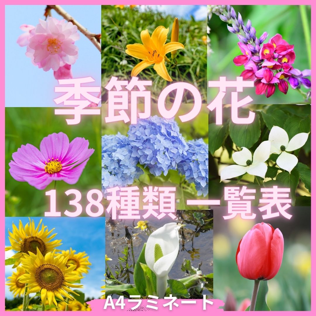 季節の花一覧表・防水ラミネート加工｜春夏秋冬の代表的な花が一目で